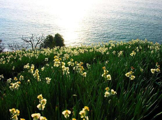 土培水仙花怎么澆水，土培水仙花澆水方法