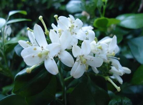 九里香什么時(shí)候開花，九里香一年開幾次花(七月盛開)