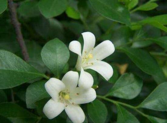 九里香什么時(shí)候開花，九里香一年開幾次花(七月盛開)