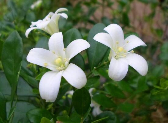 九里香花期多長時間，九里香不開花的原因