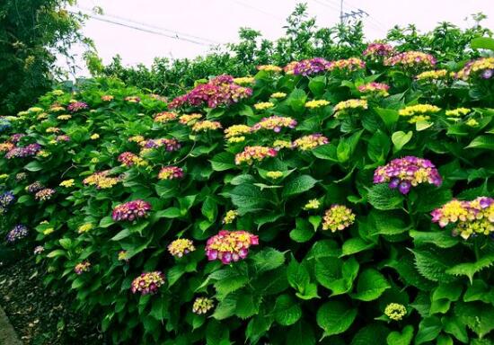 繡球花怎么施肥，繡球花施肥方法