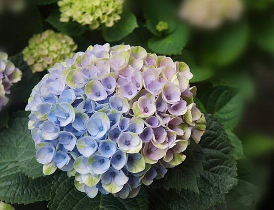 繡球花怎么施肥，繡球花施肥方法