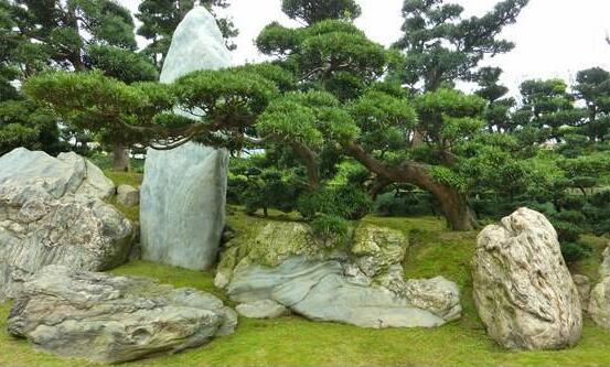 羅漢松花期，羅漢松花期為一個月(5月份開花)