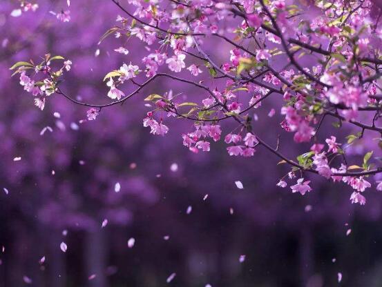 海棠花怎么澆水，海棠花澆水方法