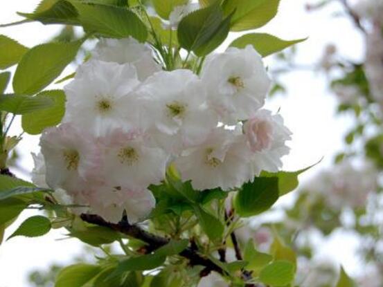 海棠花葉子發黃怎么辦，海棠花葉子發黃解決辦法