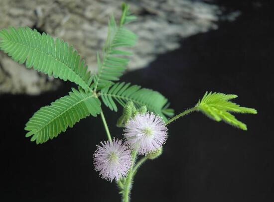 含羞草怎么澆水，含羞草澆水方法