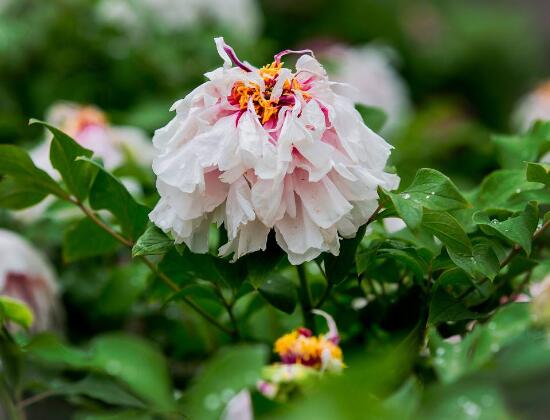 牡丹花什么時(shí)候開，牡丹花在每年5月開花(一年開一次)