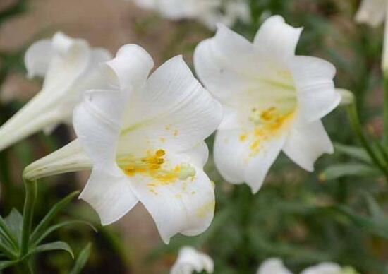 百合花怎么養，百合花的養殖方法和注意事項