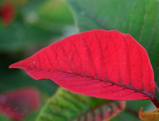 一品紅爛根怎么辦，一品紅爛根解決辦法