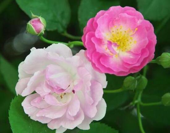 薔薇花圖片，薔薇花圖片大全