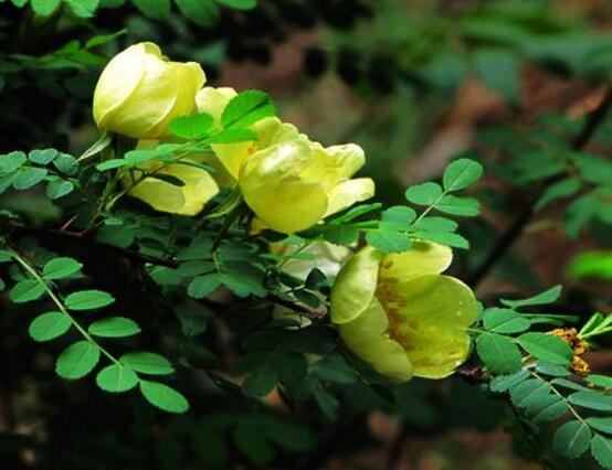 野薔薇花，野薔薇花特點(diǎn)