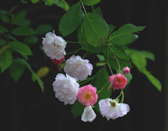 薔薇花怎么施肥，薔薇花施肥方法