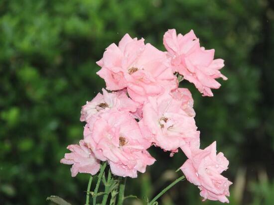 薔薇花的風水作用，盤點薔薇花六大風水作用