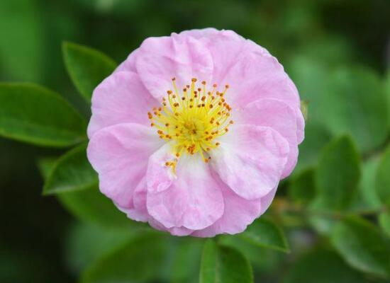 薔薇花的風水作用，盤點薔薇花六大風水作用