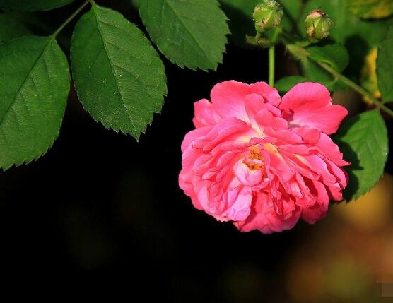 薔薇花的風水作用，盤點薔薇花六大風水作用