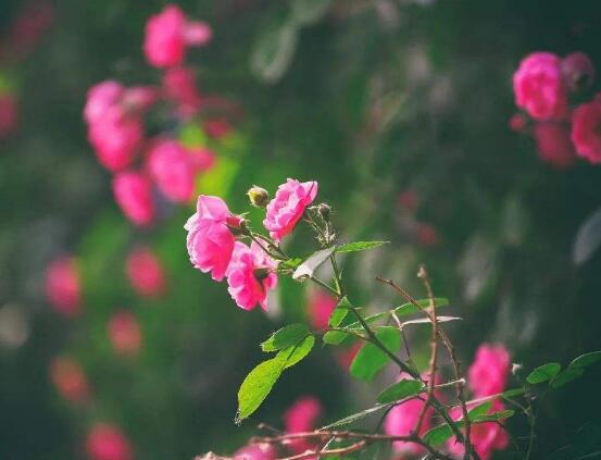 薔薇花怎么修剪，薔薇花修剪方法