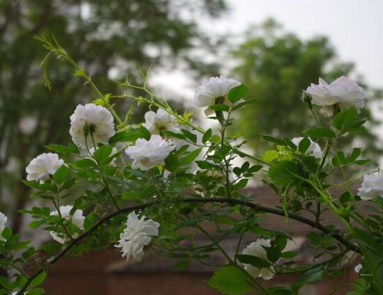 白色薔薇花，白色薔薇花特點