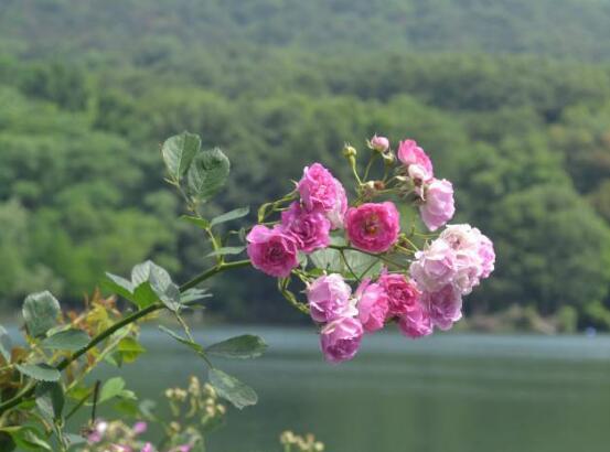 薔薇花的花語和傳說，薔薇花象征著愛情與愛的思念