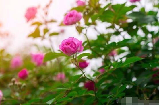 薔薇花花期，薔薇花在哪個(gè)季節(jié)開