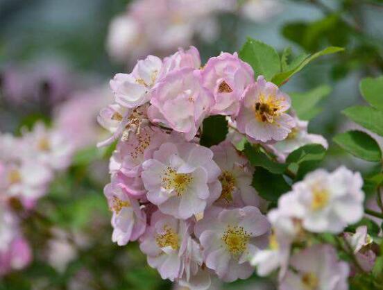 薔薇花花期，薔薇花在哪個(gè)季節(jié)開