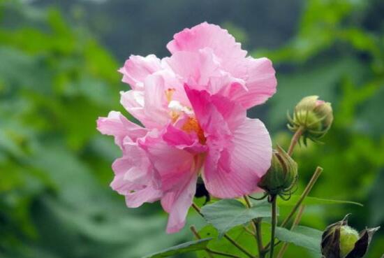 芙蓉花什么時候開，芙蓉花一年開幾次花