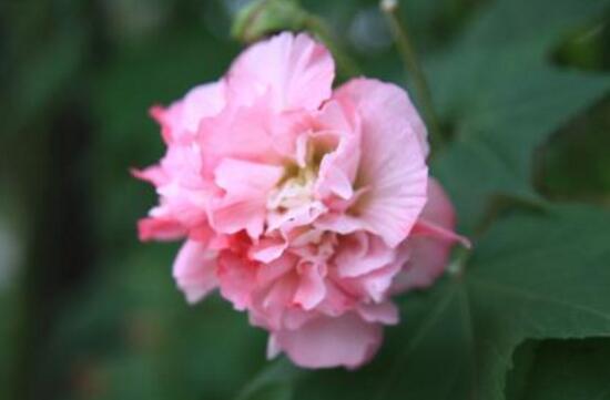 芙蓉花什么時候開，芙蓉花一年開幾次花