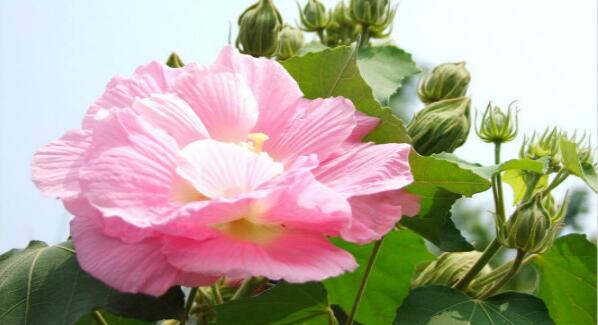 芙蓉花怎么養，芙蓉花適合在室內養嗎