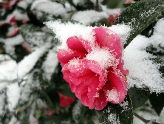 茶花冬天怎么養(yǎng)，茶花冬天的養(yǎng)殖方法