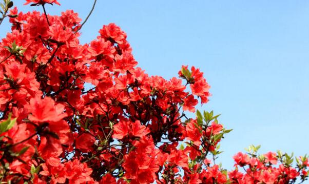 杜鵑花是映山紅嗎，杜鵑花和映山紅的區別