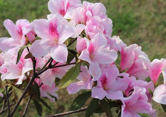 家里養杜鵑花吉祥嗎，杜鵑花的寓意和象征