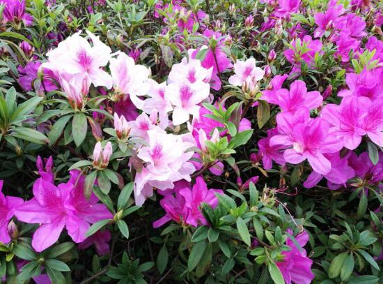 家里養杜鵑花吉祥嗎，杜鵑花的寓意和象征