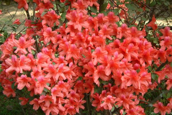 杜鵑花夏天怎么養，杜鵑花夏天怎么管理