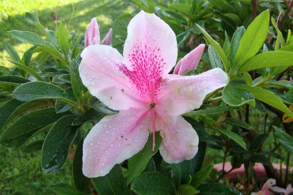 杜鵑花夏天怎么養，杜鵑花夏天怎么管理