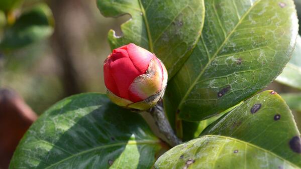 盆栽茶花的施肥方法，盆栽茶花施肥注意事項(xiàng)