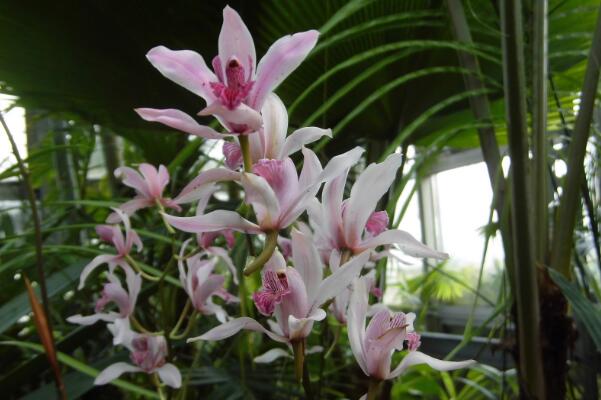 蘭花秋天怎么養，蘭花怎么養才能開花