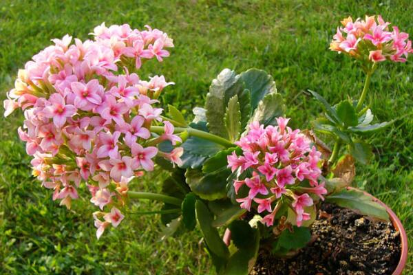 怎么延長長壽花的花期，長壽花花期過后怎么打理