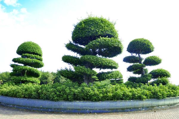 榕樹的養殖方法和注意事項，掌握這四點技巧讓你的榕樹挺拔蒼勁