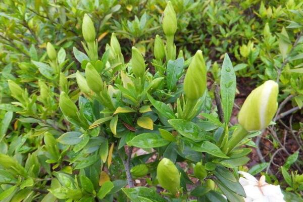 梔子花只長花苞不開花怎么辦，主要原因以及處理辦法