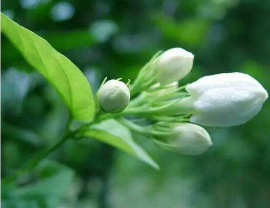 茉莉花爛根了怎么辦，換土換盆洗凈重新種植