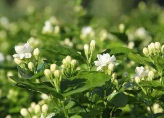 茉莉花爛根了怎么辦，換土換盆洗凈重新種植