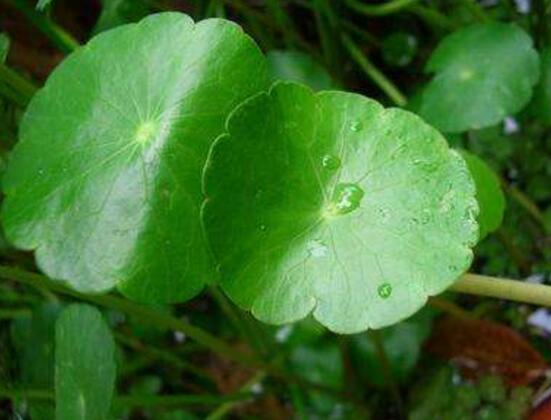 銅錢草怎么澆水，最適水溫22-28度