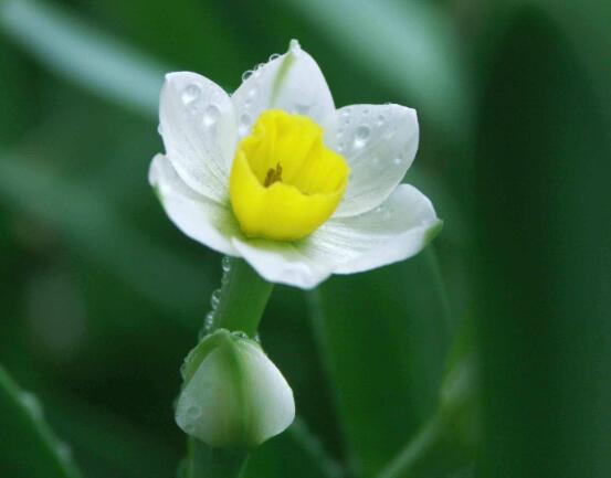 水仙花什么季節開花，水仙花花期在冬季開放