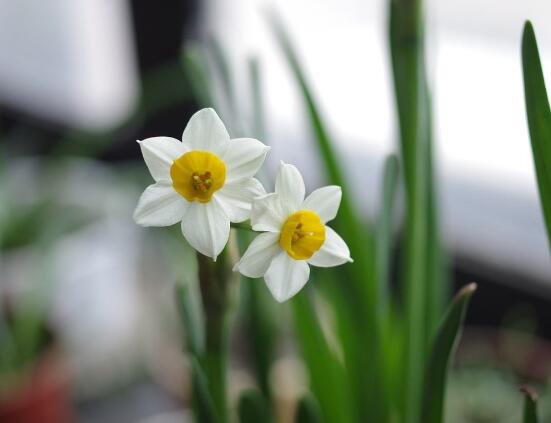 水仙花什么季節開花，水仙花花期在冬季開放