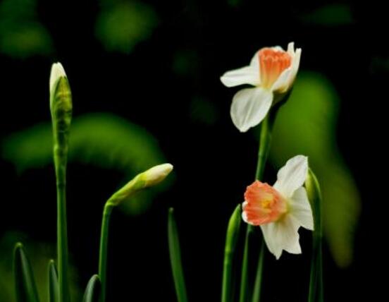 水仙花什么季節開花，水仙花花期在冬季開放