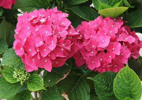 繡球花夏季怎么養(yǎng)，六個方法教你安然度夏