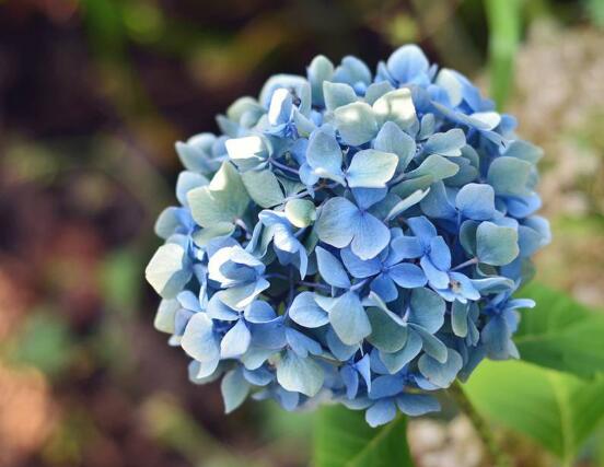 繡球花幾月扦插，二月萌芽扦插最佳