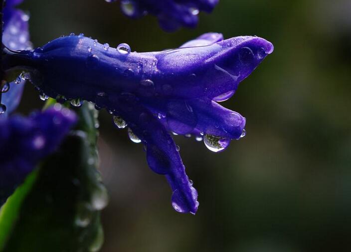 風信子花語大全，不同的顏色不同的含義