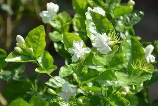 梔子花和茉莉的區別，教你三種簡單區別方法(花期/花葉/果實)