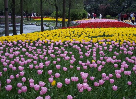 郁金香開花時間，3-5月每天清晨七點開花