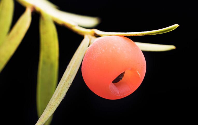 紅豆杉盆景價格，不同品種價格不同